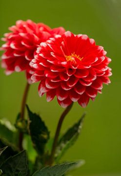 Rode dahlia van Martine Moens