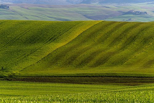 Glooiende toscaanse heuvels