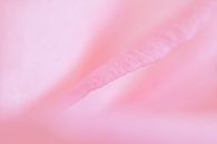 Rose tulp van Vliner Flowers thumbnail