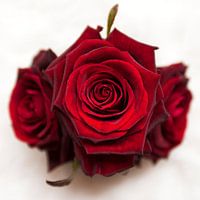 Rode rozen - Red roses
