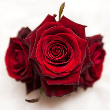 Rode rozen - Red roses van Anne Meyer