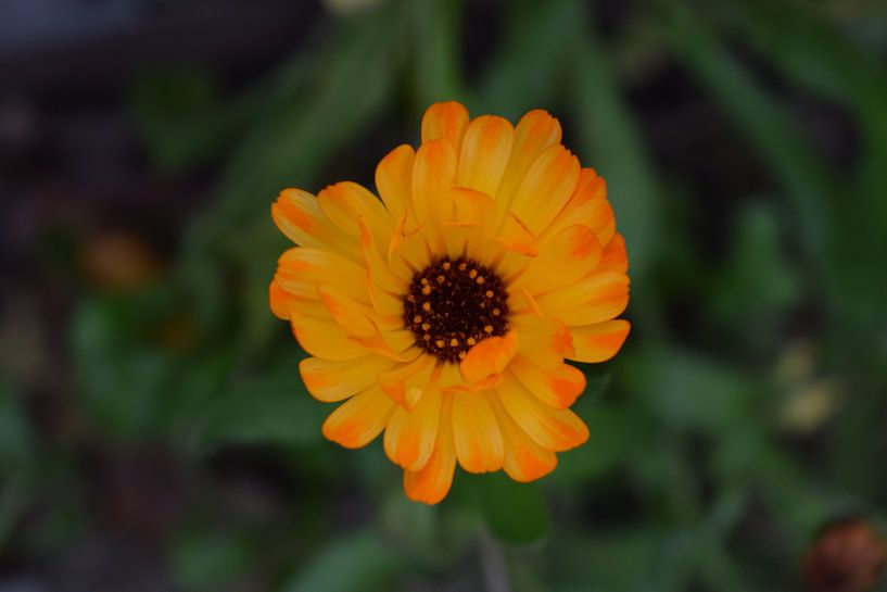 Bright flower van Bas Dijk