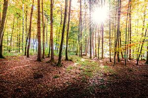 Morgens im Wald
