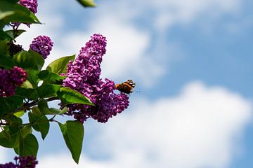 Papillon Atalanta assis sur des lilas pourpres sur Jolanda de Jong-Jansen