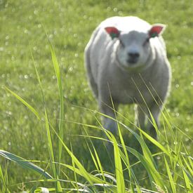 Sheep in the Meadow van Femke Vergeer