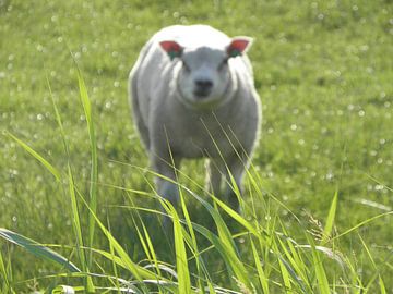 Sheep in the Meadow van Femke Vergeer