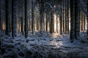 Winter im Hohen Venn, Belgien von Luc van der Krabben