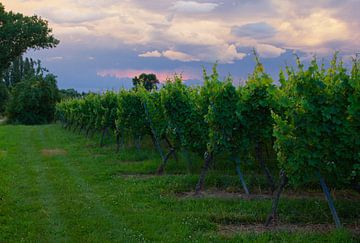 Weinfelder im Elsass, Frankreich bei Sonnenuntergang von Discover Dutch Nature