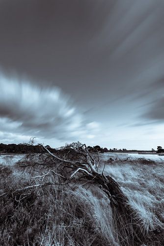 Strabrechtse Heide 296 by Deshamer