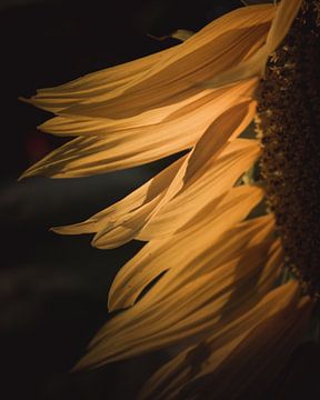 Sonnenblume, die im Wind tanzt von Sandra Hazes