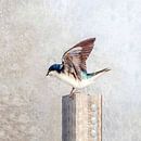 Swallow by Gitta Reiszner thumbnail