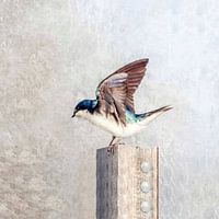 Swallow