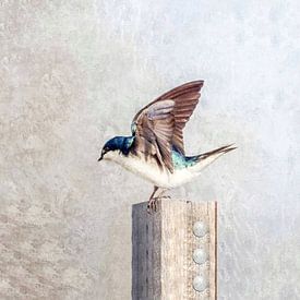Swallow by Gitta Reiszner