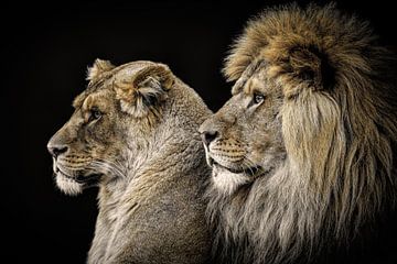 Portrait d'un lion et d'une lionne sur Marjolein van Middelkoop