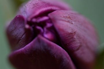 Tulp