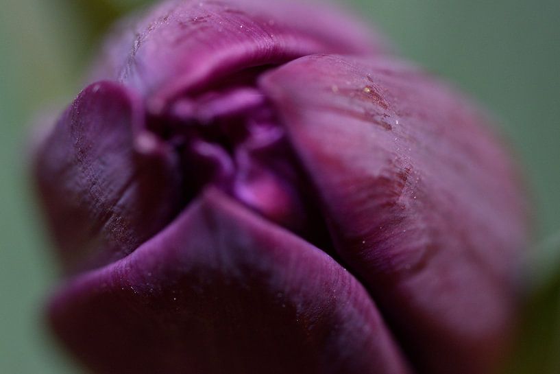 Tulip by Christer Andersson