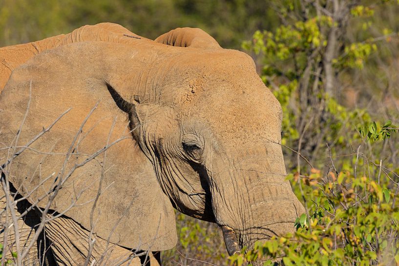 Elefant im Etoscha-Nationalpark von GoWildGoNaturepictures