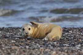 Kegelrobbe Heuler Insel Helgoland Deutschland von Frank Fichtmüller