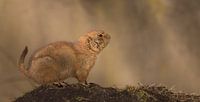 Prairie dog in the sun von Bas Ronteltap Miniaturansicht