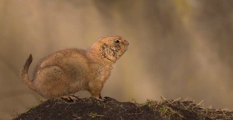 Prairie dog in the sun von Bas Ronteltap