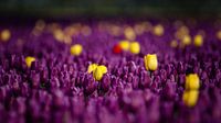 Is het nou een paars of geel tulpenveld van Fotografiecor .nl thumbnail