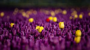Is het nou een paars of geel tulpenveld
