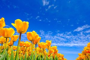Tulpen groeien in een veld tijdens een mooie lentedag van Sjoerd van der Wal Fotografie