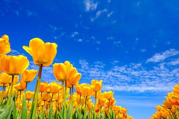 Tulpen auf einem Feld an einem schönen Frühlingstag von Sjoerd van der Wal