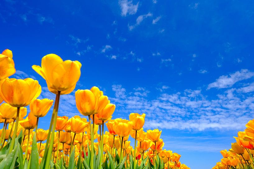 Tulips growing in a field during a beautiful springtime day by Sjoerd van der Wal Photography