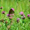 Een vlinder op een bloem in het gras van Gerard de Zwaan
