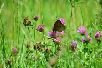 Een vlinder op een bloem in het gras