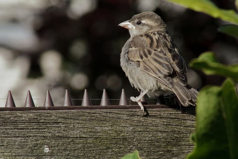 Spatz auf dem Zaun, genießt den Sonnenschein von Grizzly Lars