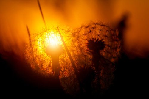 Paardenbloem tijdens zonsondergang