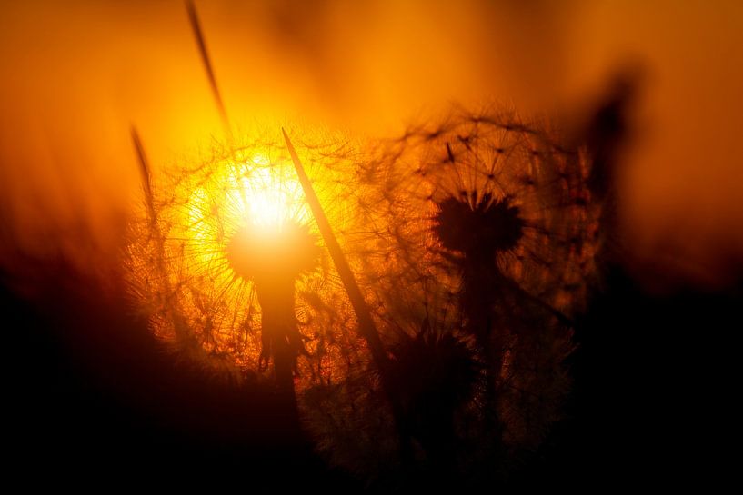 Dandelion during sunset by Hans Buls Photography