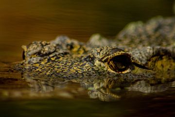 Crocodile by FotoGraaG Hanneke