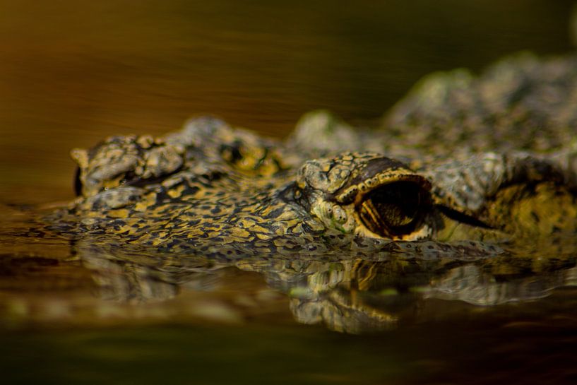Krokodil van FotoGraaG Hanneke