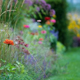 Flower field by Ingrid Ronde