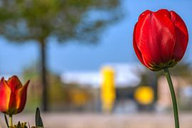 Tulpenimpressionen im Sonnenschein von Photoart-Naegele