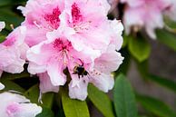 rhododendron van Eva Overbeeke thumbnail