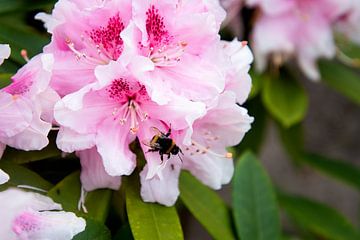 rhododendron by Eva Overbeeke