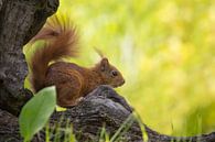 Rode eekhoorn op stam van Carla Odink thumbnail