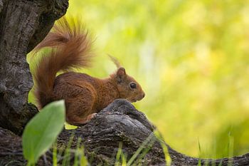 Red squirrel with blurry background