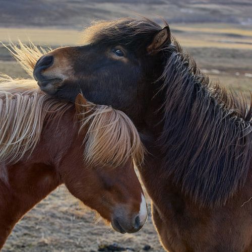 IJslandse knuffel van Photodoos