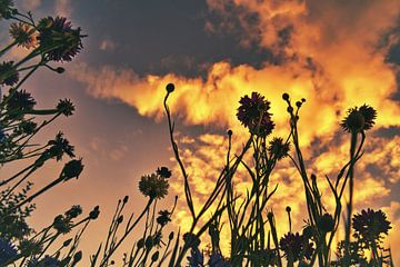 Korenveld Bloemenweide in de zonsondergang van Martin Köbsch