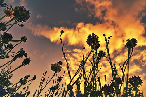 Korenveld Bloemenweide in de zonsondergang