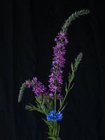 Flowers #7922