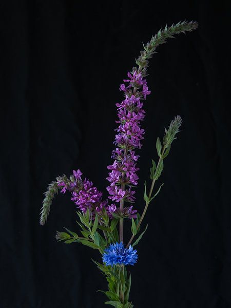 Flowers #7922 by Daan Overkleeft