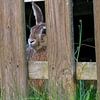 Feldhase hinter dem Gatter von Detlef Schöler Fotografie