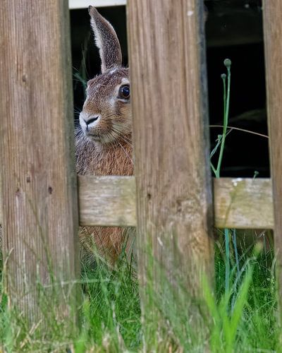 Hazen achter het hek