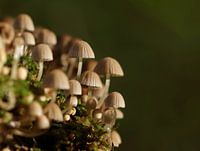 champignons forestiers